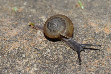 Close-up of snails moving slowly
