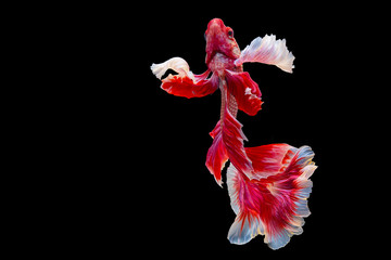 The moving moment beautiful of red siamese fighting fish in Thailand. Red betta fish, Fancy Halfmoon Betta, Betta splendens (biting fish), Rhythmic of Betta fish isolated on black background.