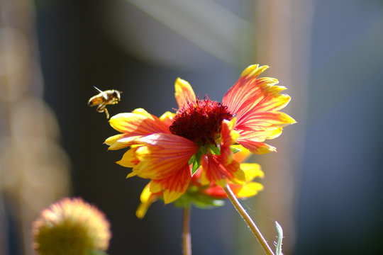 Gro&szlig;bl&uuml;tige Kokardenblume - mit Insekt