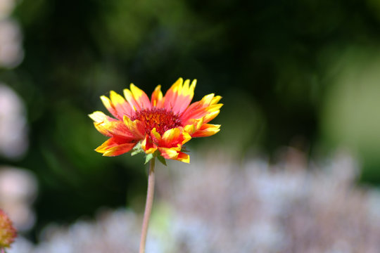 Gro&szlig;bl&uuml;tige Kokardenblume - auch Papageienblumen oder Malerblumen genannt