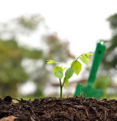 plant a tree