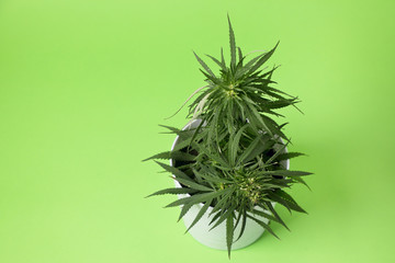 cannabis Bush .  Hemp grows in a flower pot on a green background . copy space . top view .