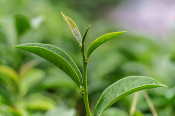 Green young tea leaves of tree