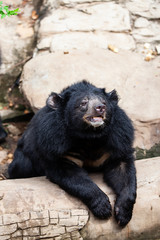 Asian great black bear. Danger, mammal.