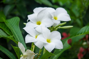 Frangipani Flower is blooming