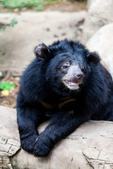 Obraz na płótnie Canvas Asian great black bear. Danger, mammal.