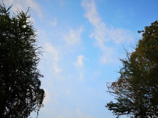 tree and blue sky