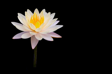 Beautiful white lotus flower or white lily flower blossom (water lily) with yellow pollen, isolated on black background with clipping path.