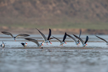 Skimmers in flight, Tern-like birds in the family Laridae, Chambal river, Rajasthan, India - obrazy, fototapety, plakaty