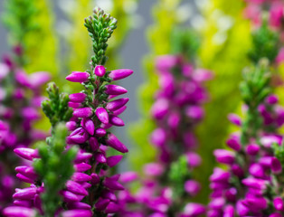 Macro photo of Calluna vulgaris, heath flower violet blossom