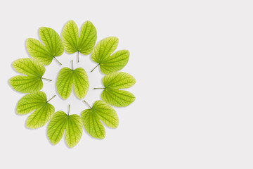 Dussehra greeting card using apta / Bauhinia racemosa