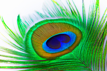 Naklejka premium blue eye of peacock feather on white background