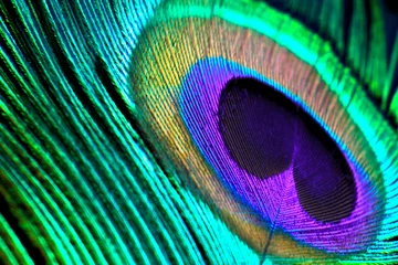 Fototapeten blue eye of peacock feather © chayanit