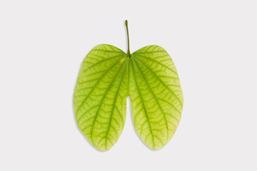 Dussehra greeting card using apta / Bauhinia racemosa