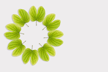 Dussehra greeting card using apta / Bauhinia racemosa