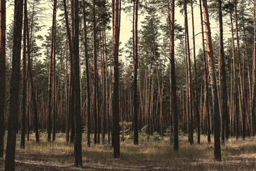 gloomy pine forest