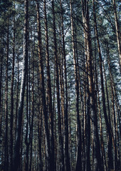 Fototapeta premium gloomy pine forest