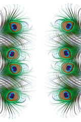 Obraz premium peacock feather on white background with copy space