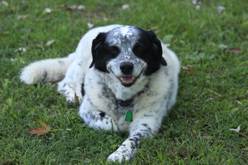 English Setter laying on green grass in a yard.