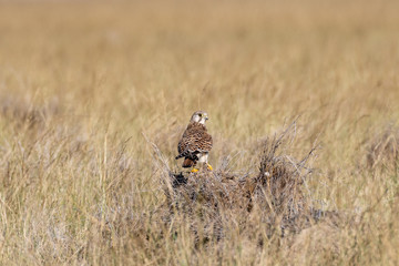 Common kestrel or Falco tinnunculus sitting on a beautiful mud perch at grassland or grass field of tal chhapar blackbuck sanctuary, India
