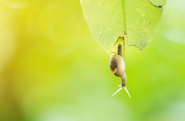 Snail shell on the tip of the green leaf in the morning, Snails perched on a leaf with green bokeh out of focus background.