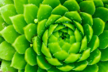 Closeup leafs of succulents . Minimalistic home interior with composition of cactus and succulents . Stylish concept of home garden.