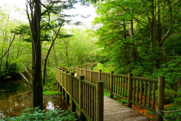 wooden bridge in the forest