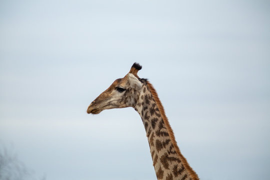 Male Giraffe on a cloudy afternoon