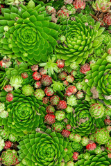 Top view. Collection of succulents in pots. Minimalistic home interior with composition of cactus...