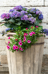 Fototapeta na wymiar summer bright flowers with leaves in a large pot