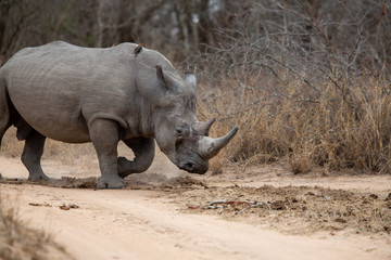 Large Dominant white rhino bull scent marking at a large dung midden © Darrel