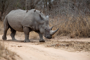 Obraz premium Large Dominant white rhino bull scent marking at a large dung midden