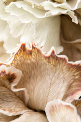 Sluit omhoog bloemblad van beige geverfde anjer, bloemachtergrond. Dianthus caryophyllus. Lente bloemenpatroon