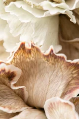 Deurstickers Meloen Sluit omhoog bloemblad van beige geverfde anjer, bloemachtergrond. Dianthus caryophyllus. Lente bloemenpatroon