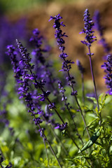 Lavender flower, beautiful lavender flowers in garden