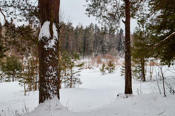 Trees in a winter forest and snow arround