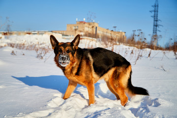 Dog German Shepherd in a winter day