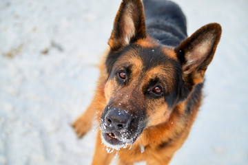 Dog German Shepherd in a winter day