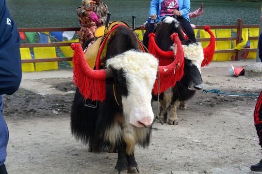 Yak Ride