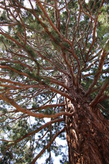 Pattern of tree branches against sky background in summer