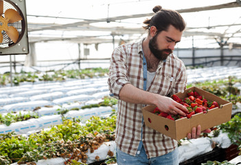 Male worker gathering harvest of strawberries