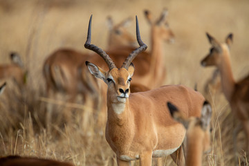 Breeding herd of Impala with a dominant Ram 