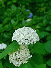 寺の境内でひっそりと咲く満開のアジサイ