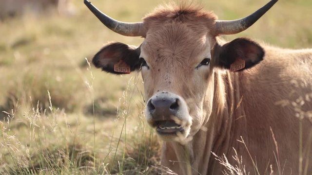 Portrait of a cute Aubrac cow looking at the camera while laying in a field. Lozère, France.