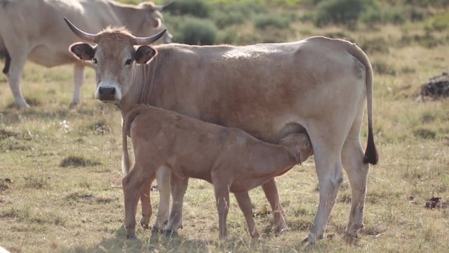 Aubrac cow looking at the camera, feeding her two small calves while the male grazes in the background.
