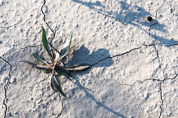 flower green dry land cracks grey gray grayscale ground light shadow background landscape terrain twig
