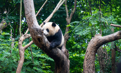 Fototapeta premium Panda in a nature reserve in China