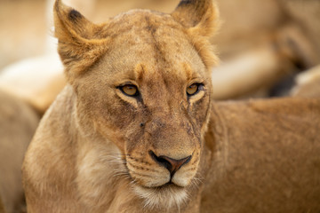 Pride of lions resting up in the cold overcast weather