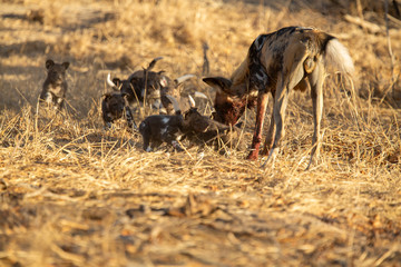 Pack of wild dogs with young puppies feeding and playing with female still full of milk