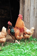 Hens in the countryside walk on the grass.